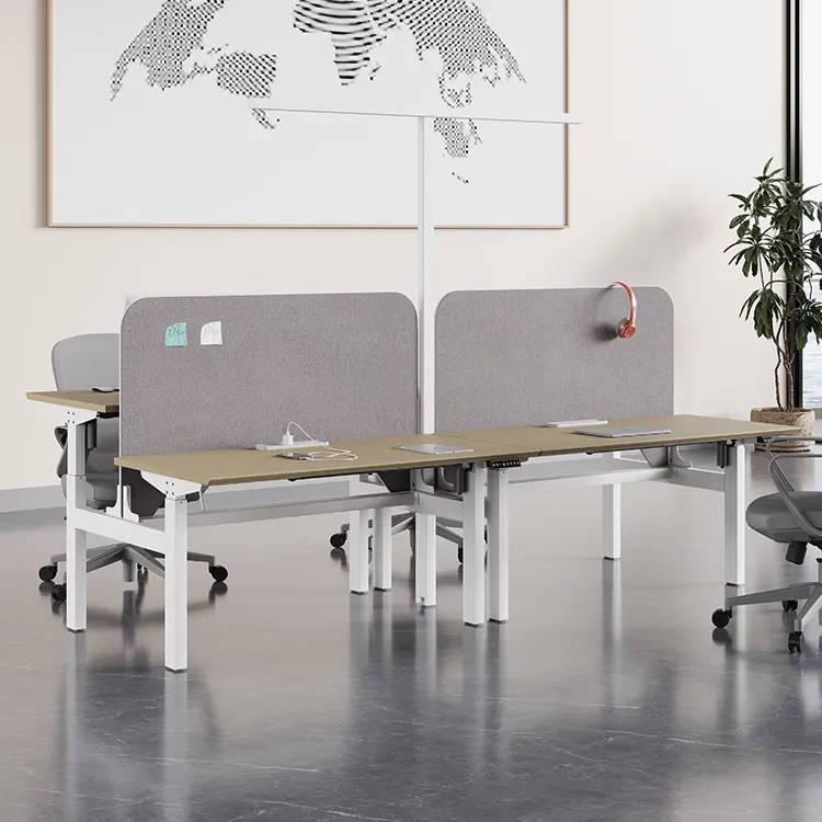 Electric height adjustable office workstation with privacy screens and modular staff desk configuration